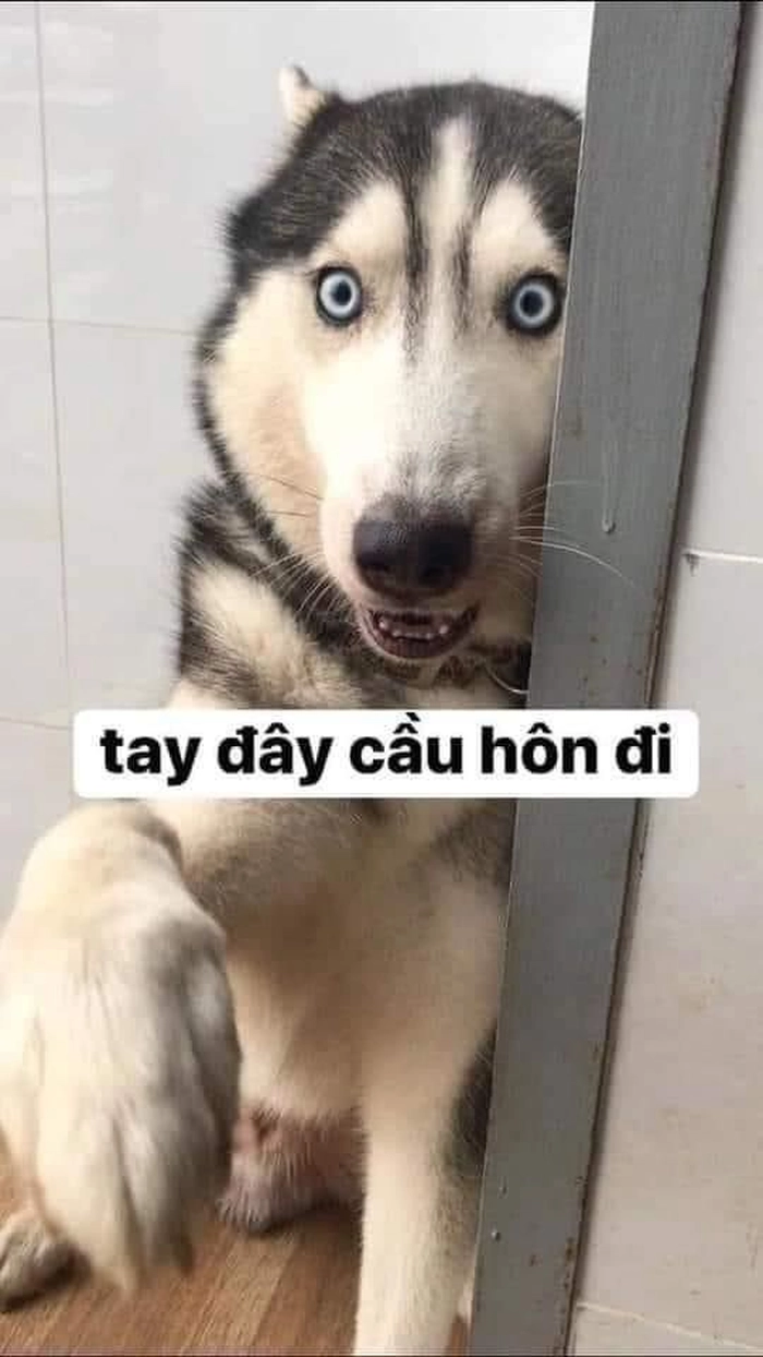 Meme chó hài troll
