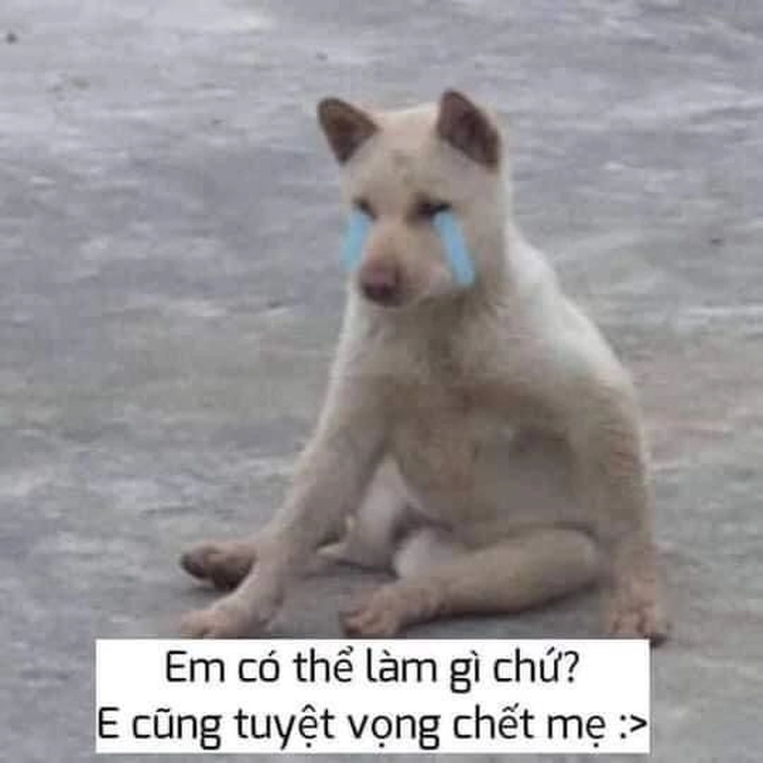 Meme chó khóc đáng thương