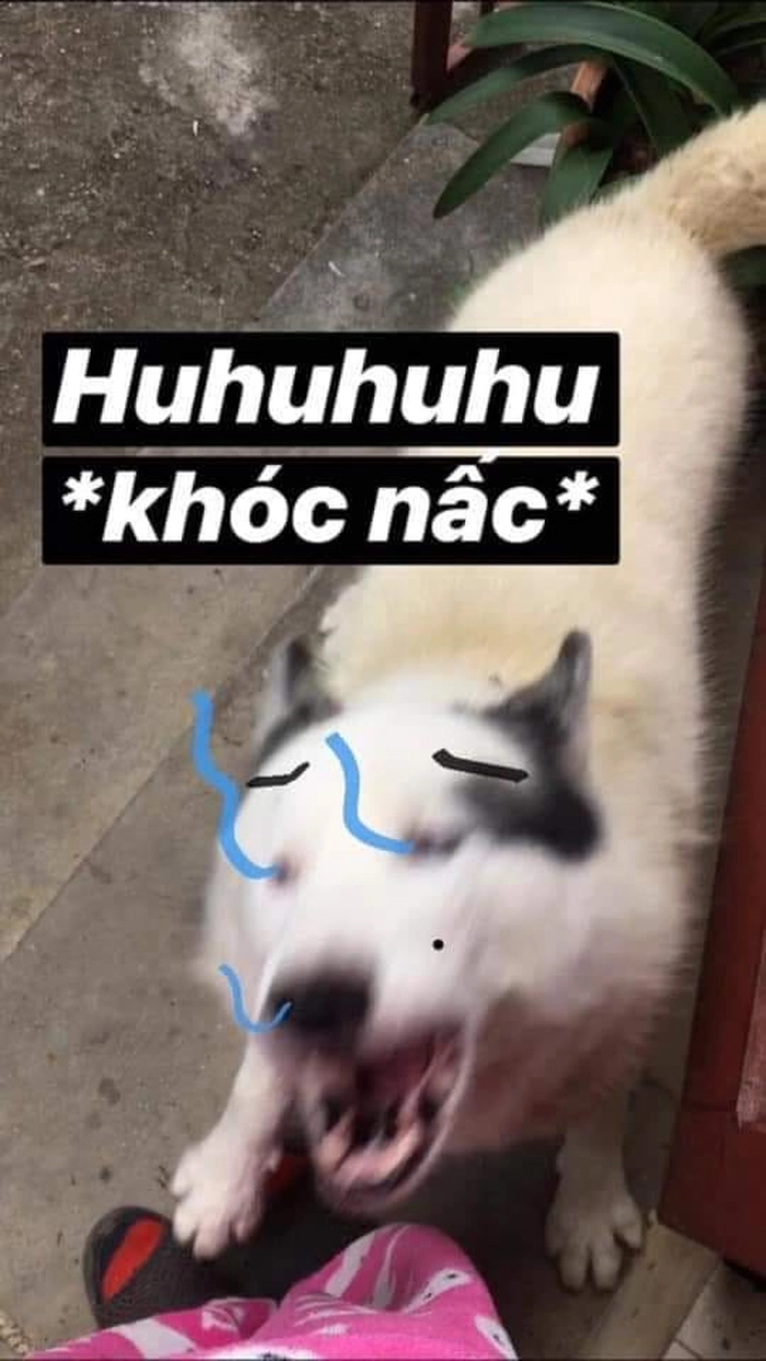 Meme chó khóc drama