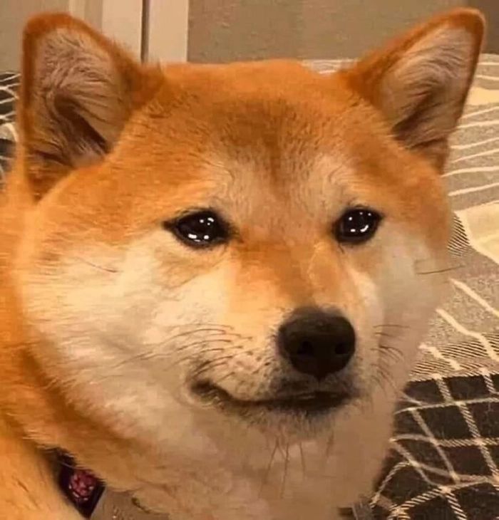 Meme chó khóc khi bị tắm