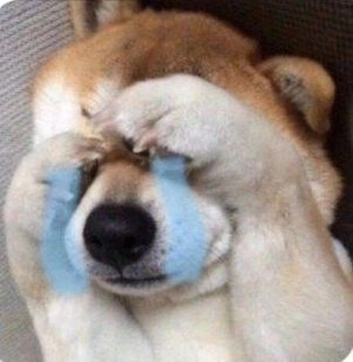 Meme chó khóc ngồi một mình