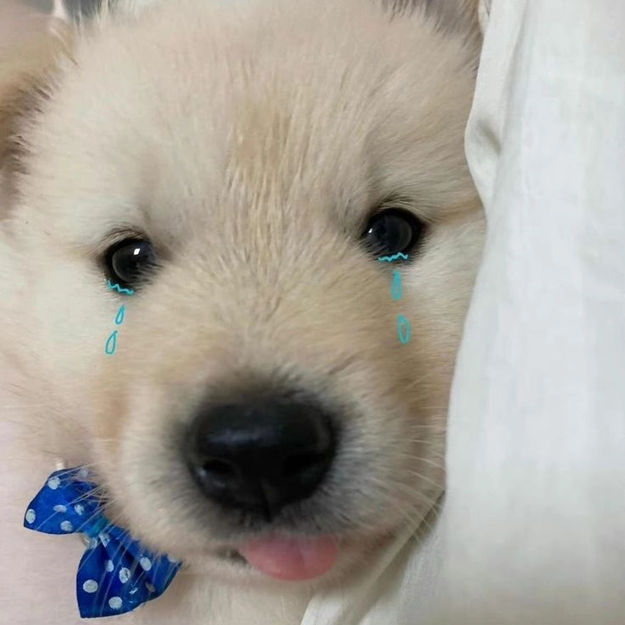 Meme chó khóc ngồi trong góc
