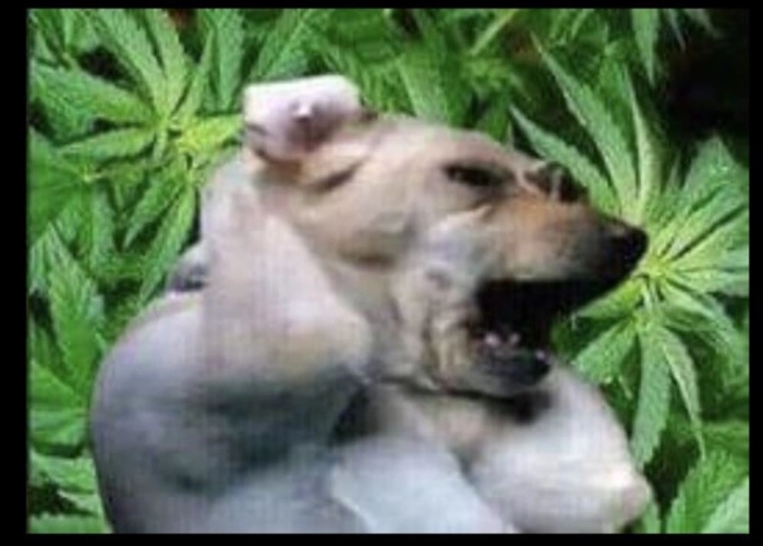 Meme chó không muốn nghe