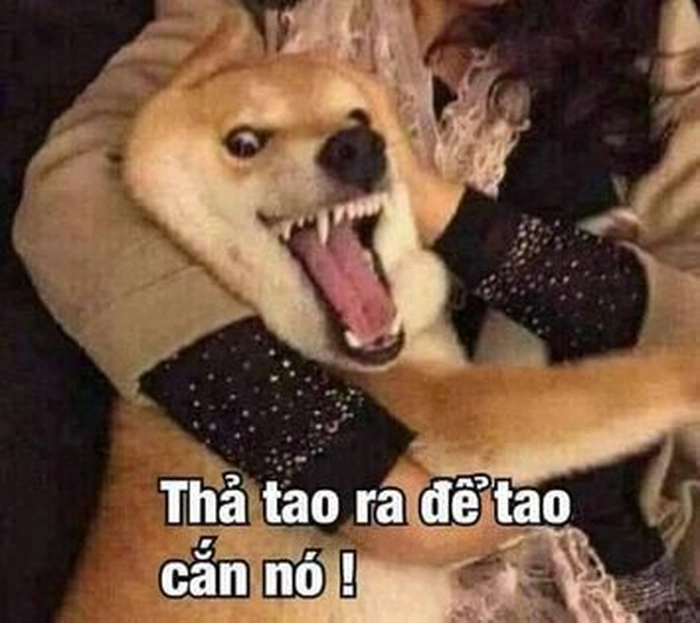 Meme chó lè lưỡi bá đạo