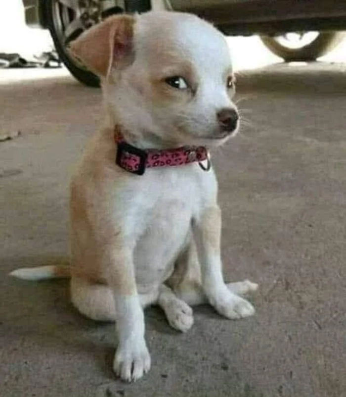 Meme chó liếc cực căng
