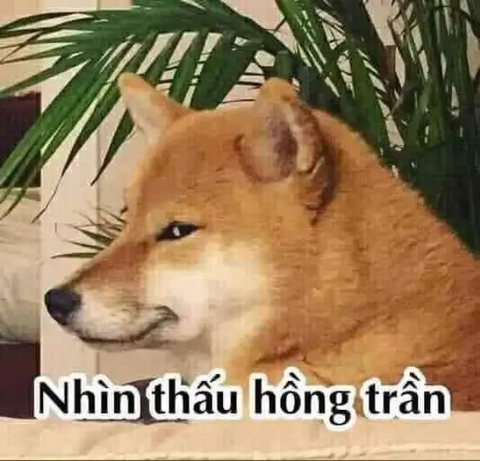 Meme chó liếc gắt