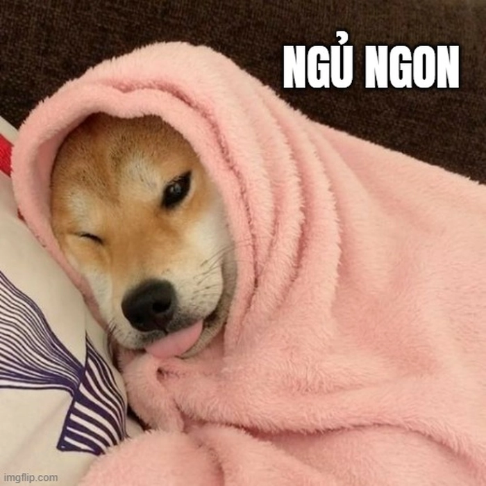 Meme chó lười ngủ