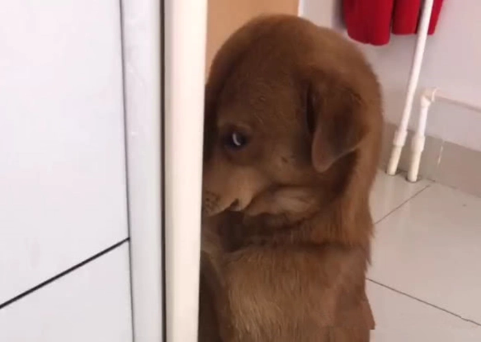 Meme chó lườm camera