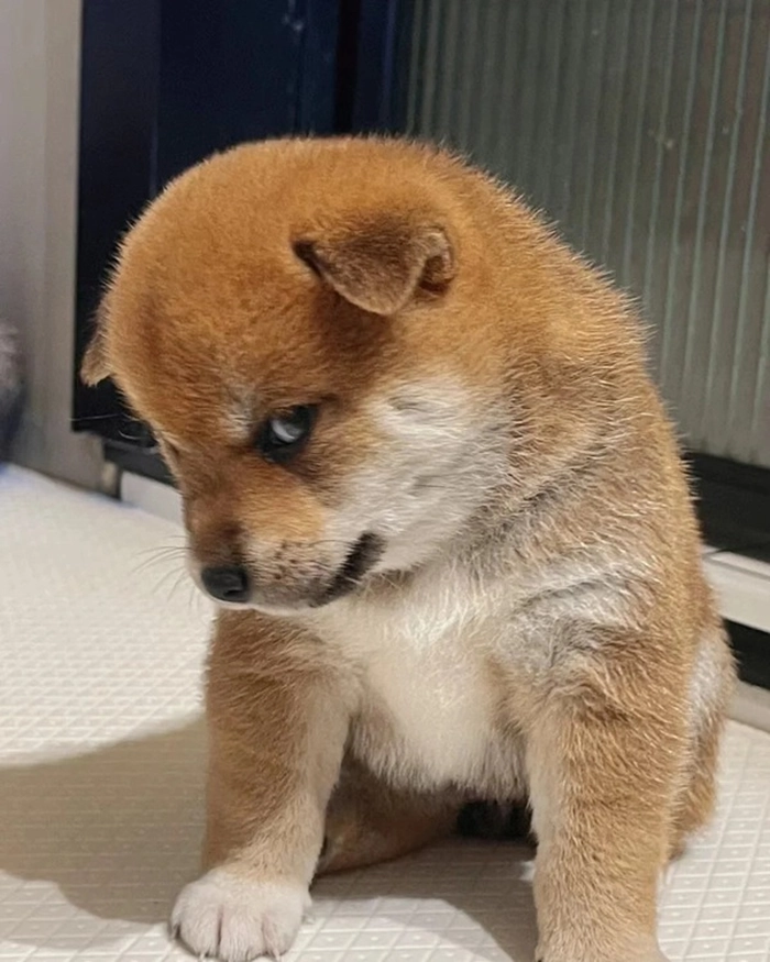 Meme chó lườm siêu hài