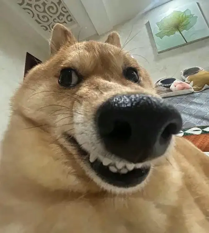 Meme chó lườm vì đói