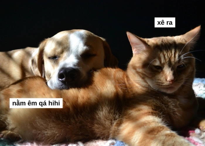Meme chó mèo biểu cảm lầy