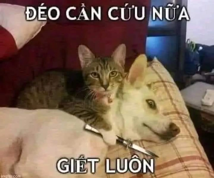 Meme chó mèo bựa khó đỡ