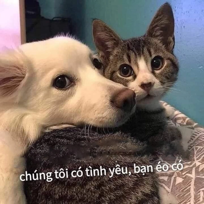 Meme chó mèo chế cực hài