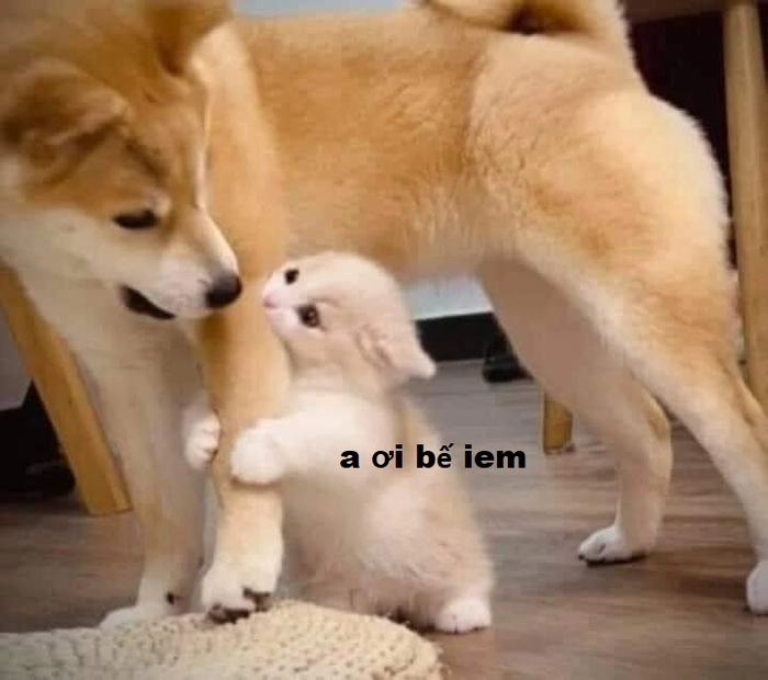 Meme chó mèo chọc cười