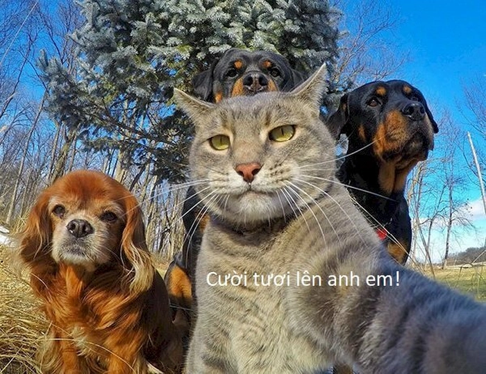 Meme chó mèo cute ngáo