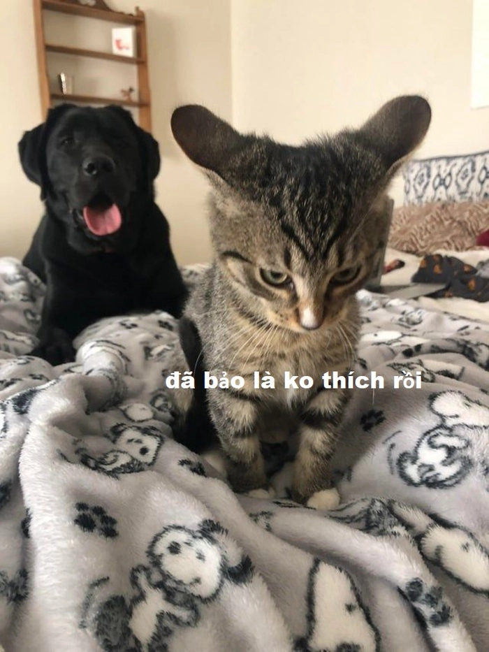 Meme chó mèo hài hước