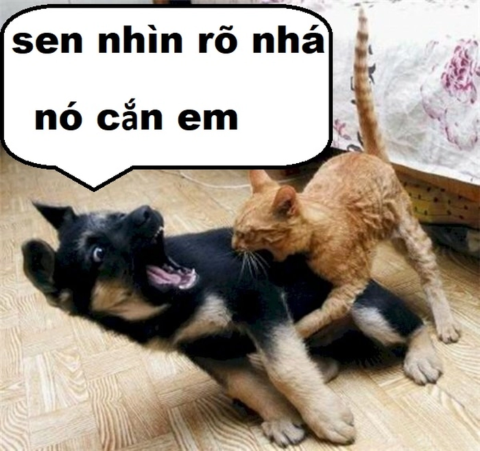 Meme chó mèo siêu dễ thương