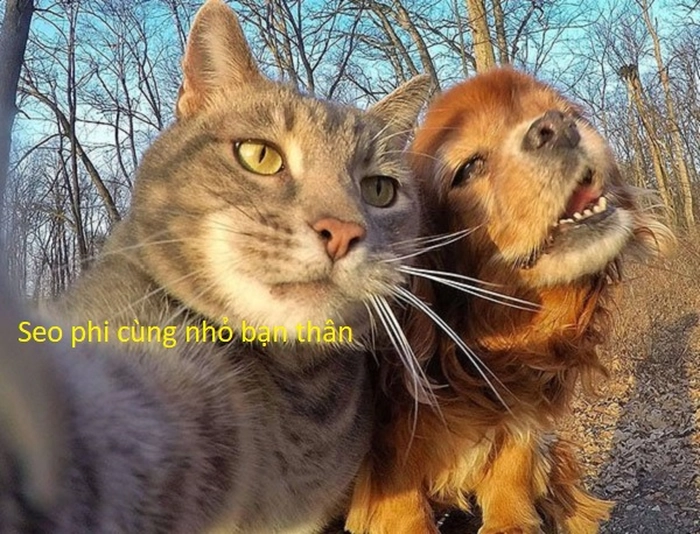 Meme chó mèo troll bá cháy