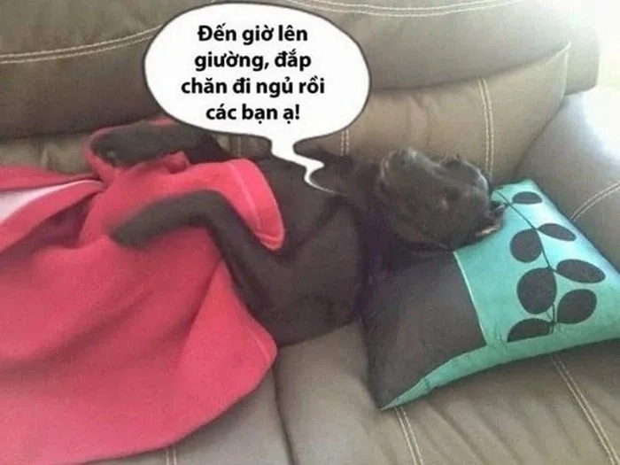 Meme chó mơ ngủ