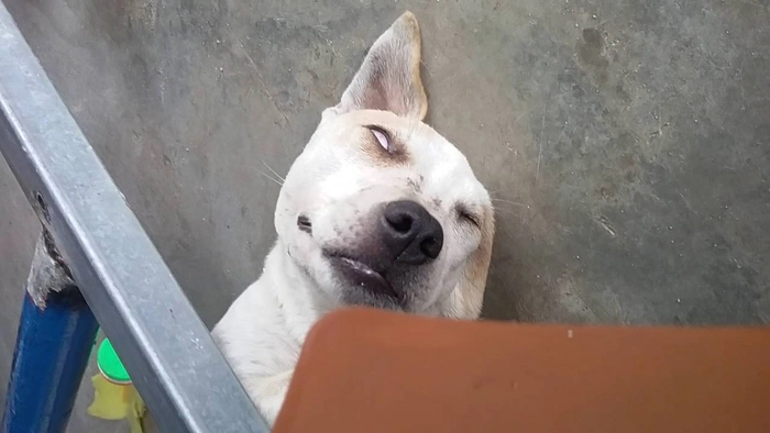 Meme chó nằm mơ ngủ