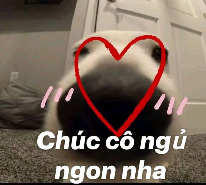 Meme chó nằm sấp ngủ