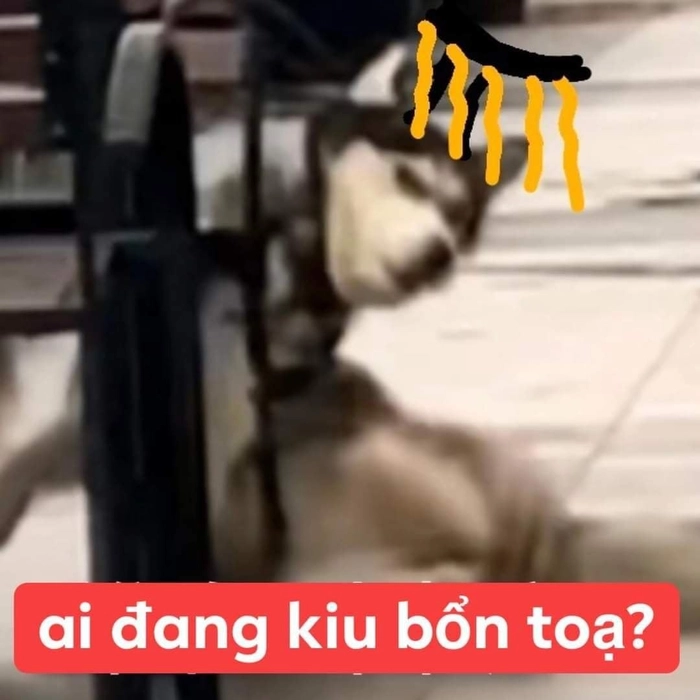 Meme chó ngáo biểu hài nhất