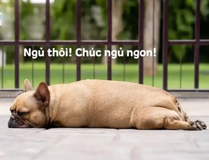 Meme chó ngáp ngắn ngáp dài