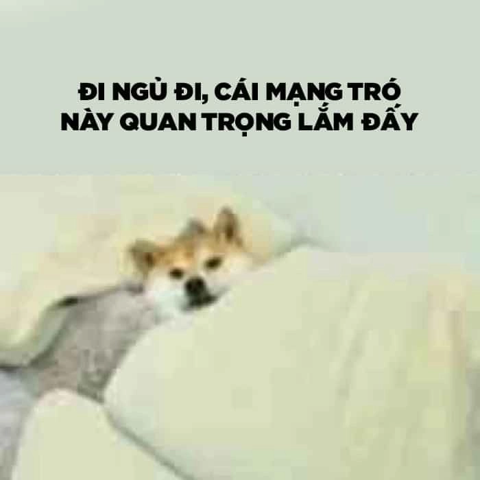Meme chó ngáp ngủ