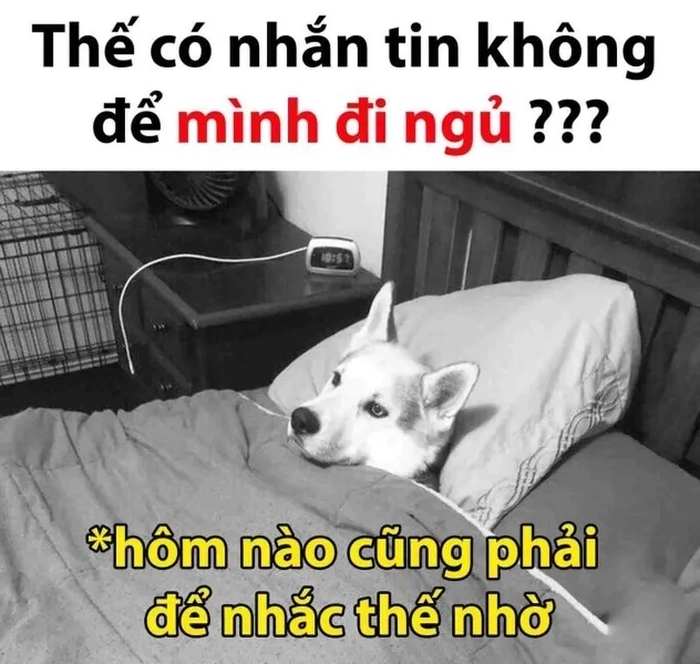 Meme chó ngủ lăn lóc
