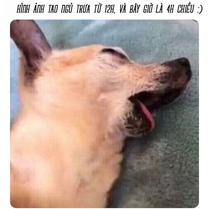 Meme chó ngủ ngon