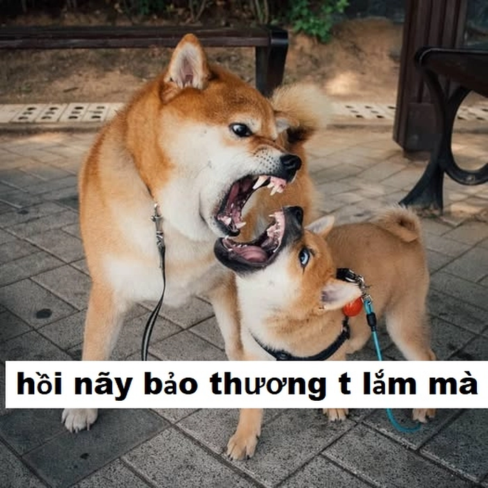 Meme chó nhỏ cắn tay
