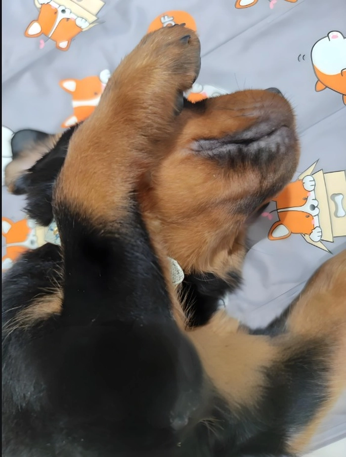 Meme chó ôm đầu hài hước