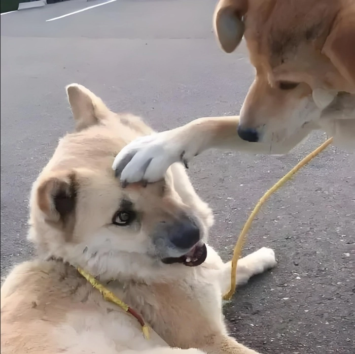 Meme chó ôm đầu thất vọng