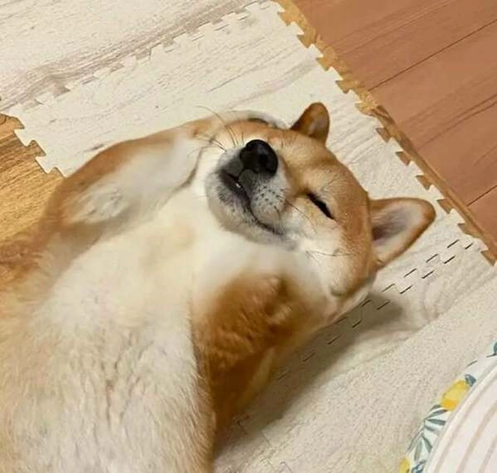 Meme chó ôm đầu