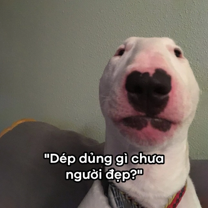 Meme chó sục bò biểu cảm khó đỡ