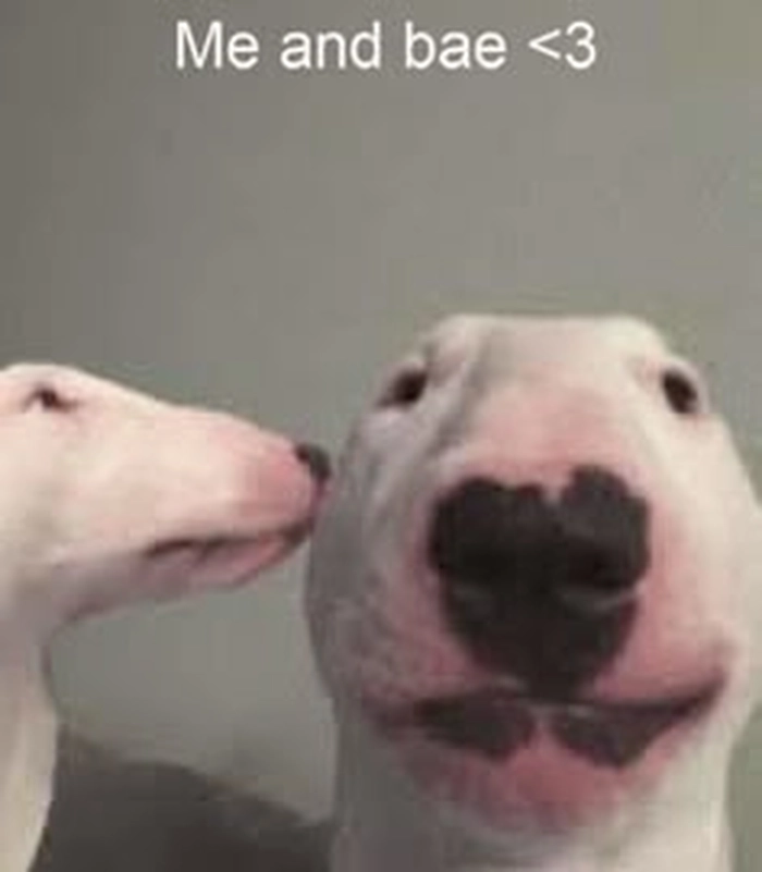 Meme chó sục bò căng thẳng