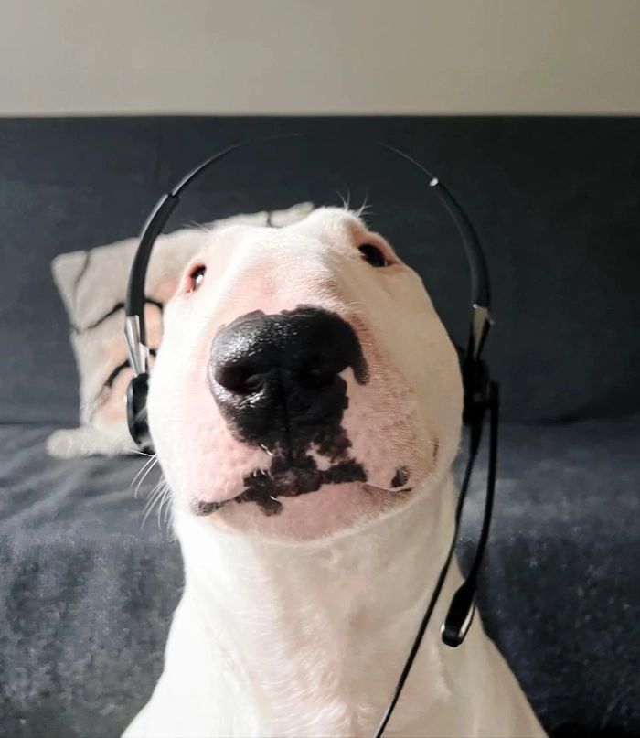 Meme chó sục bò nghe nhạc chill