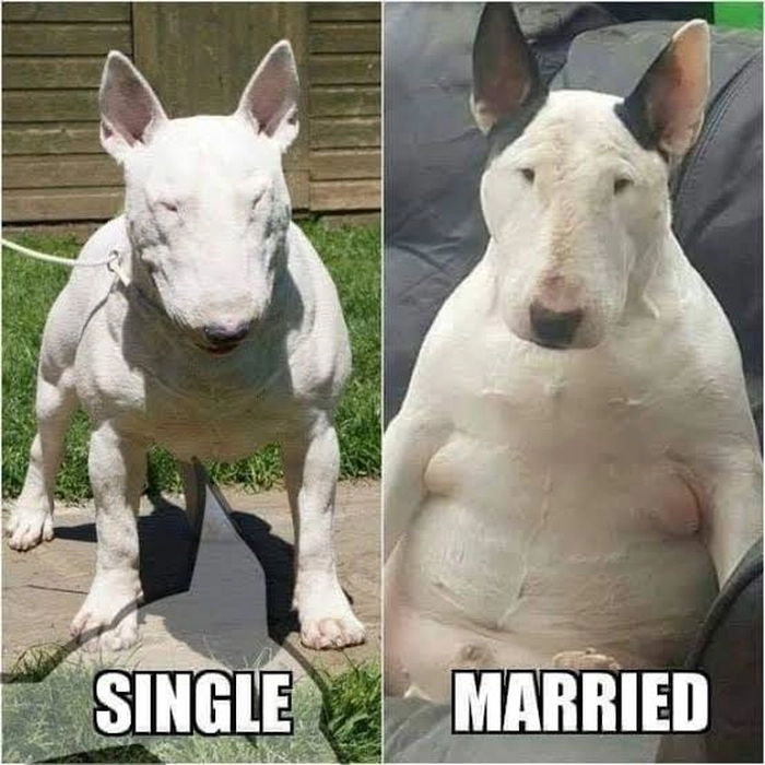 Meme chó sục bò sau khi cưới