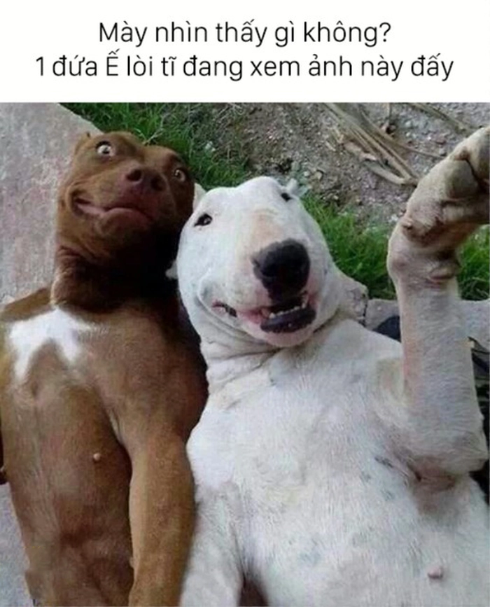 Meme chó sục bò troll hài