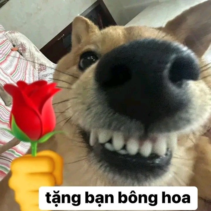 Meme chó tặng hoa gây cười