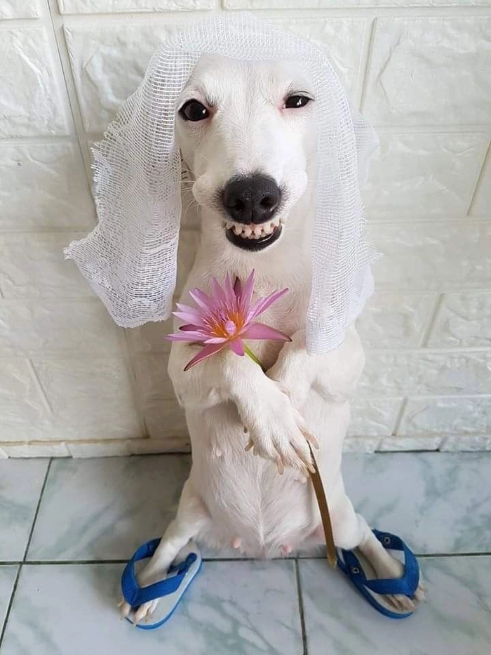 Meme chó tặng hoa khiến ai cũng thích