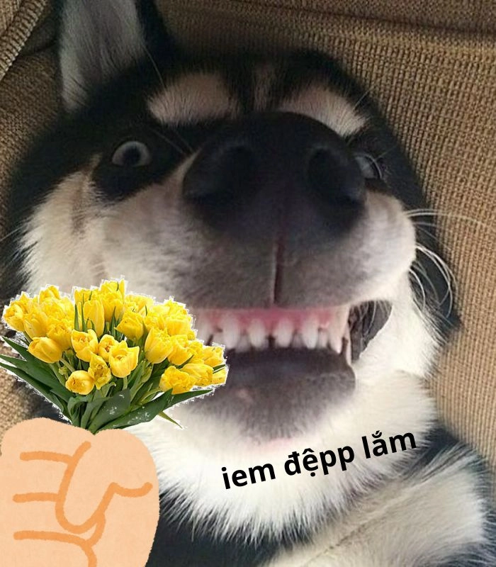 Meme chó tặng hoa siêu cute