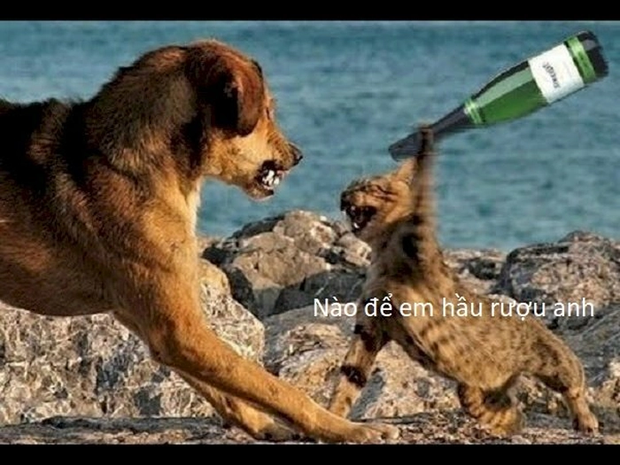 Meme chó và mèo bựa