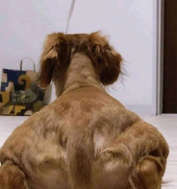 Meme chó vàng cơ bắp ảnh gốc