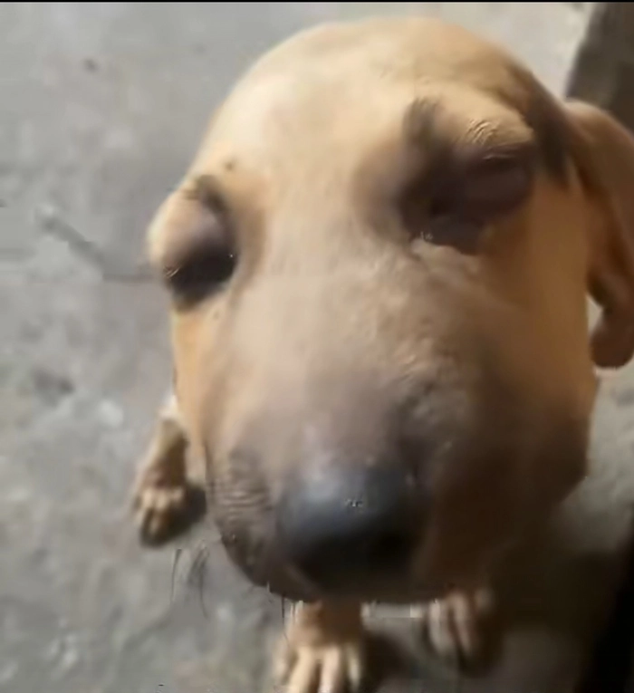 Meme chú chó bị ong đốt nhìn hài