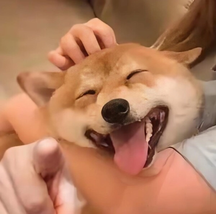 Meme chú chó chỉ tay ngơ ngác