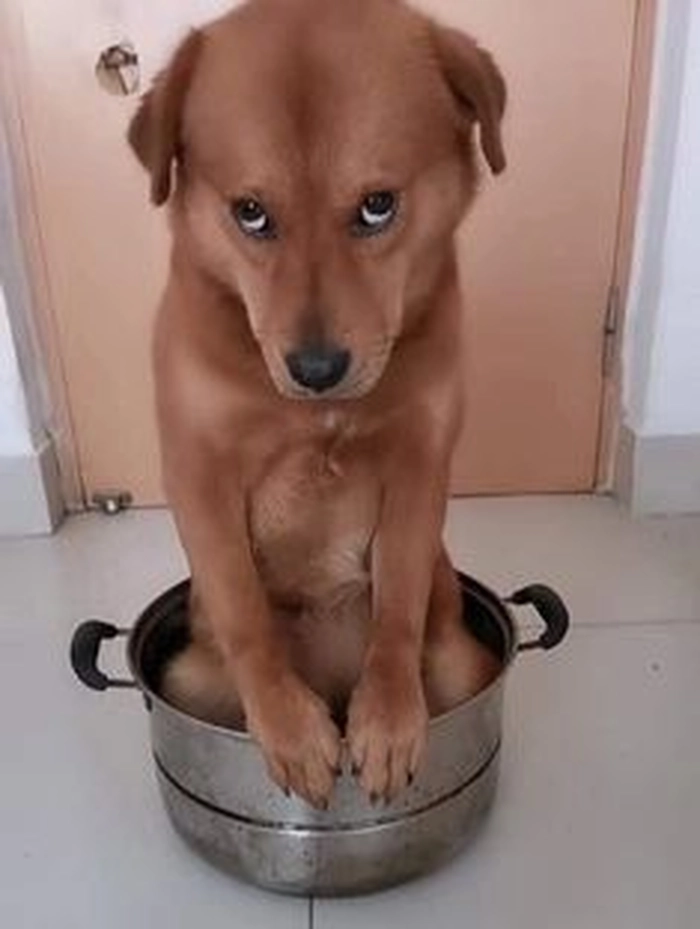 Meme chú chó lườm cute