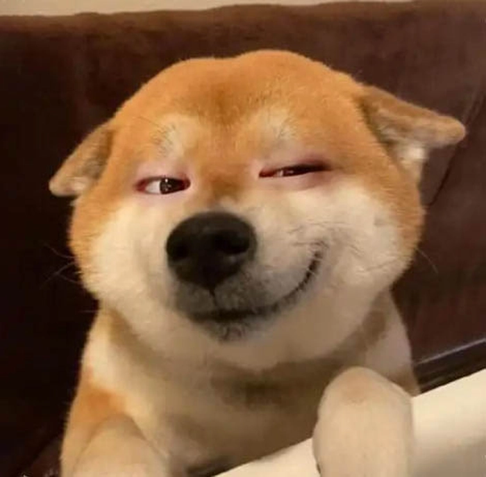 Meme chú chó lườm hài hước