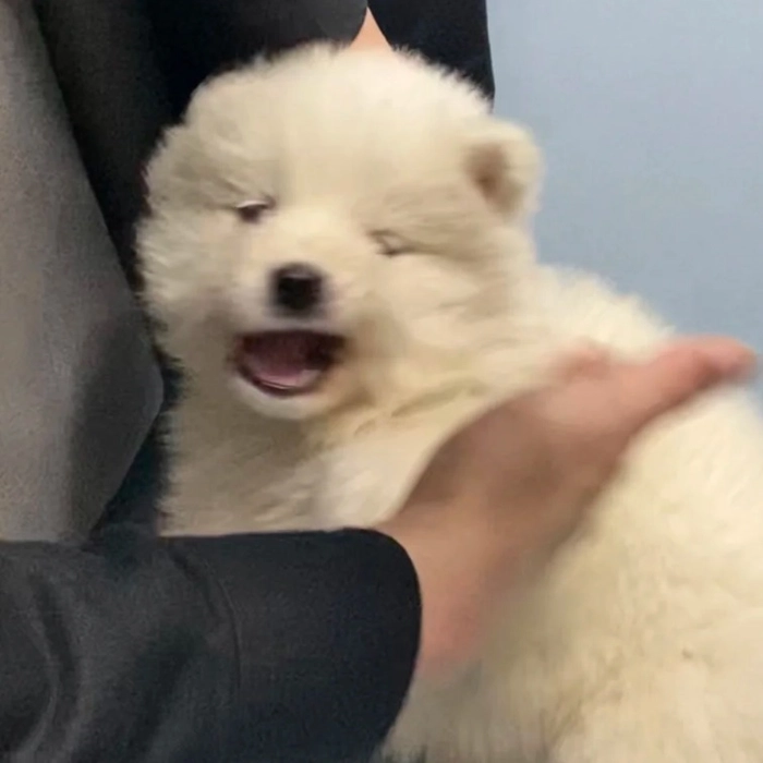 Meme con chó bị đánh