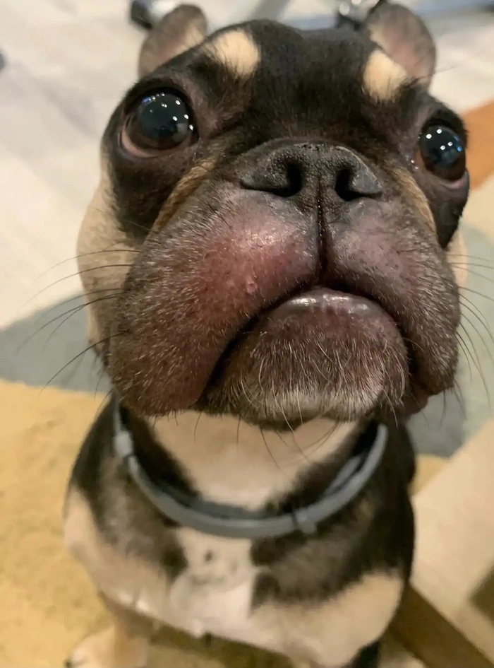 Meme con chó bị ong đốt siêu cute